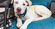 Loki is registered to the contest to win money with this photo: dog, puppy, white_dog, heterochromia, blue_eye, brown_eye, pet, animal, portrait, lying_down, chair, outdoor, backyard, turquoise, collar, leash, floppy_ears, paws, close_up, relaxed