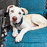 dog, puppy, white_dog, heterochromia, blue_eye, brown_eye, pet, animal, portrait, lying_down, chair, outdoor, backyard, turquoise, collar, leash, floppy_ears, paws, close_up, relaxed