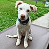 dog, puppy, white_dog, sitting, outdoor, patio, backyard, grass, fence, collar, tag, blue_eyes, brown_eyes, floppy_ears, head_tilt, portrait, pet, canine, lawn, chair