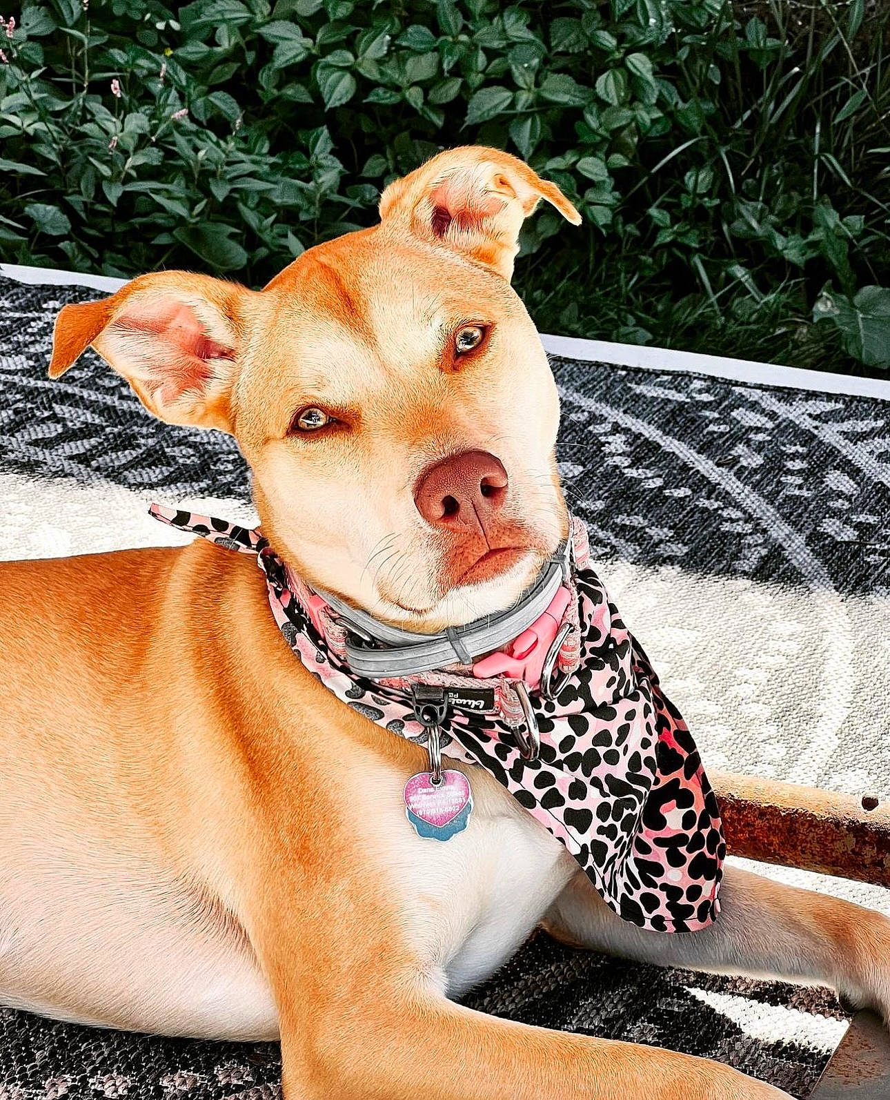 Nylah is registered to the contest to win money with this photo: carnivore, collar, companion_dog, dog, dog_breed, fawn, grass, livestock, natural_material, pattern, plant, rectangle, snout, sporting_group, terrestrial_animal, wood, working_animal