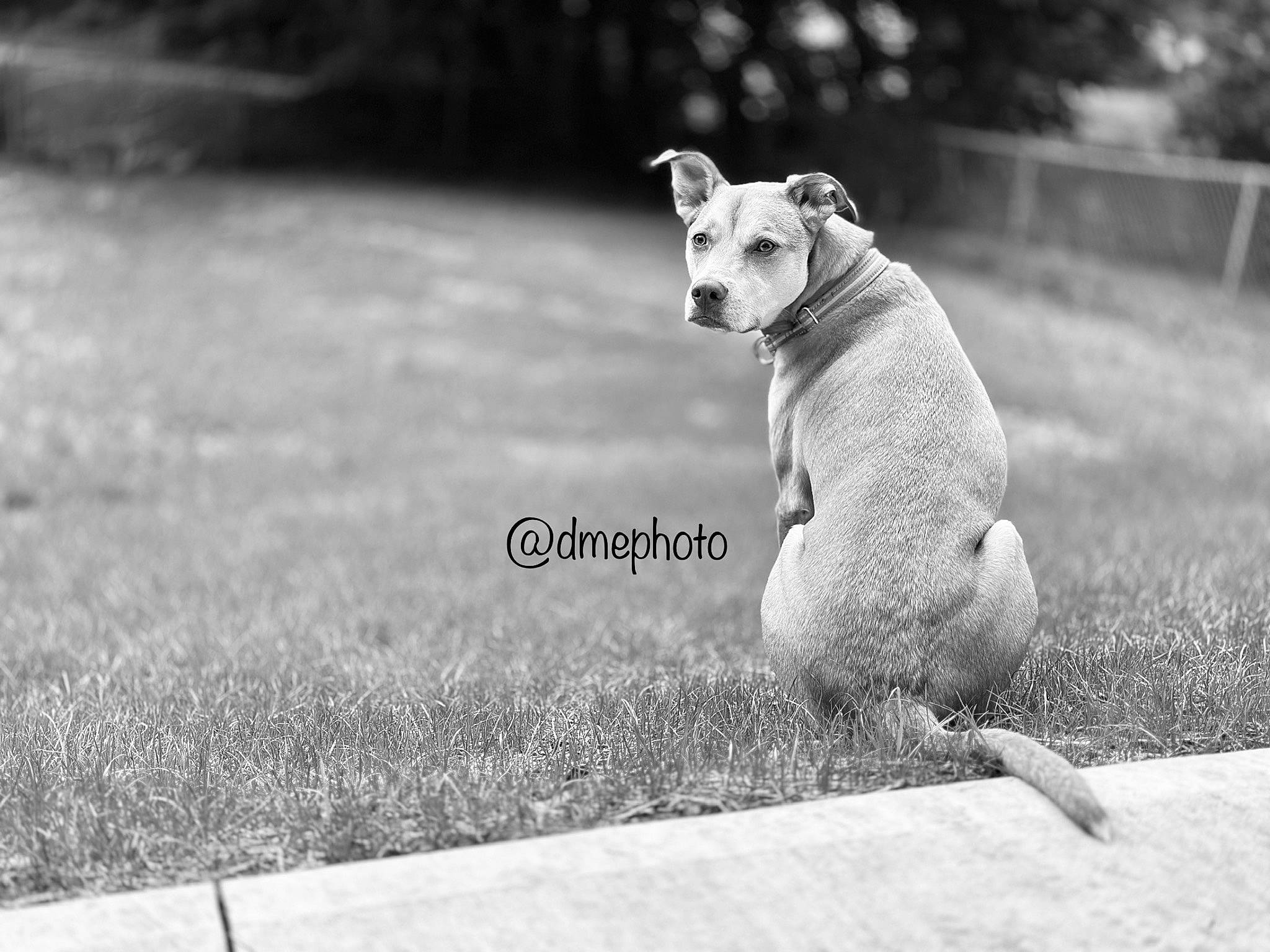 Nylah is registered to the contest to win money with this photo: asphalt, black_and_white, carnivore, companion_dog, dog, dog_breed, eye, fawn, flash_photography, grass, grey, monochrome, monochrome_photography, road, snout, style, tail, terrestrial_animal, tree, white