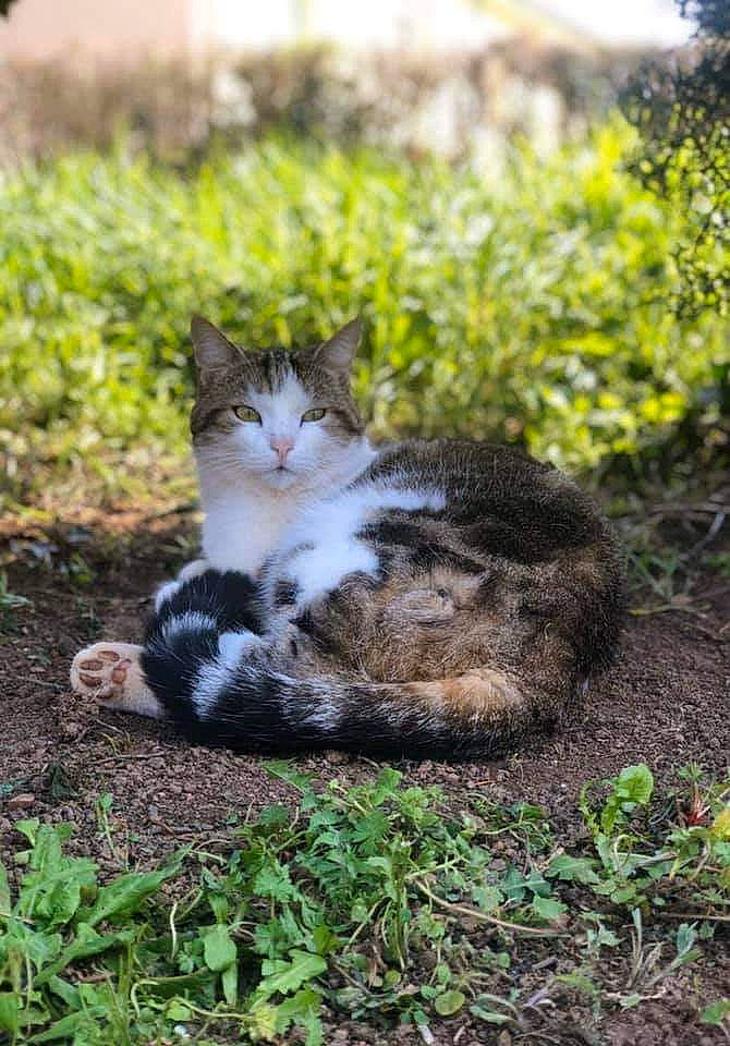 Malo a rejoint le concours — aidez-le/la à gagner de superbes lots ! carnivore, cat, domestic_short_haired_cat, felidae, fur, garden, grass, groundcover, mammal, plant, sitting, small_to_medium_sized_cats, snout, soil, tail, terrestrial_animal, tree, whiskers, wildlife, wood