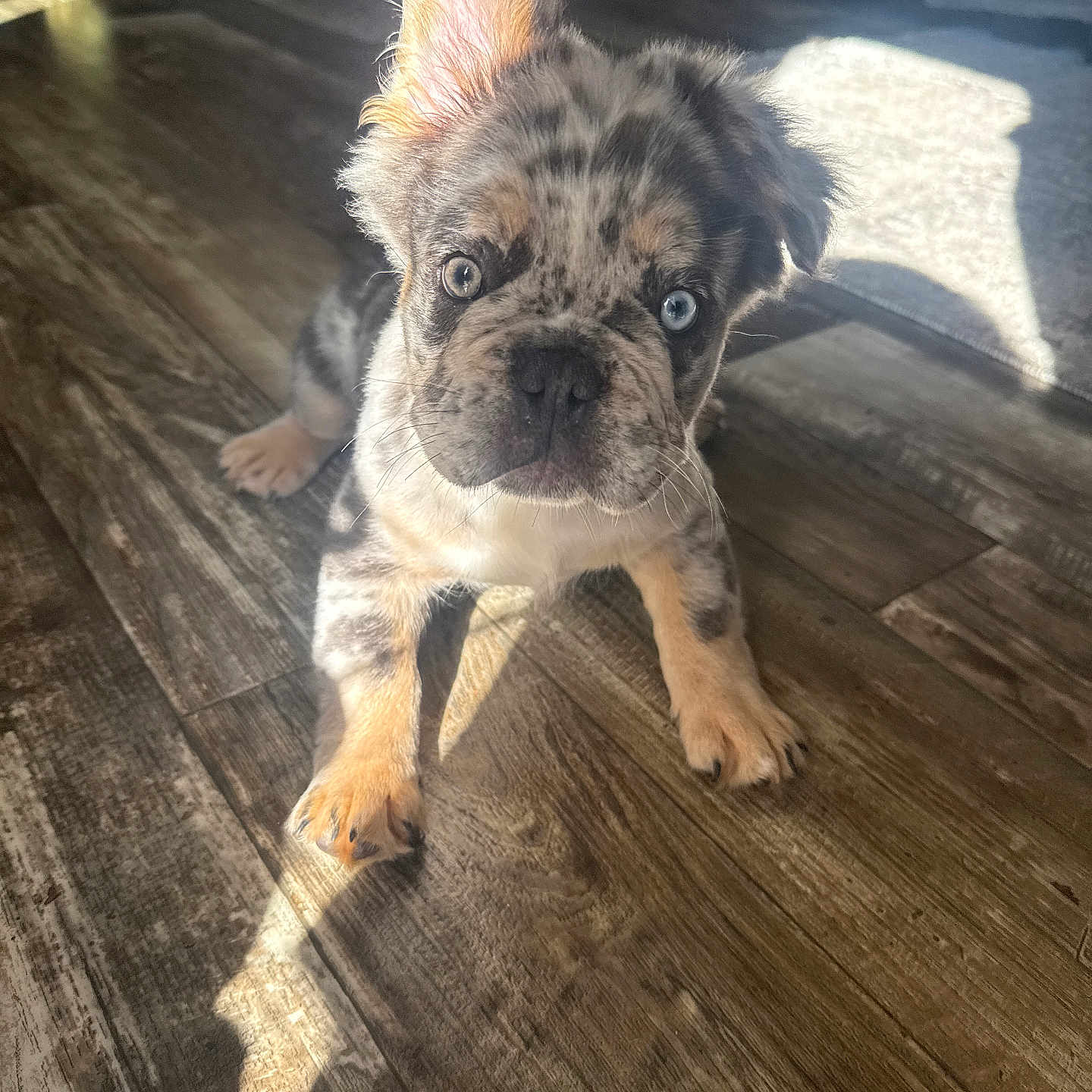 Bruno