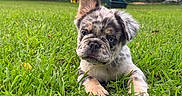 Bruno is registered to the contest to win money with this photo: puppy, dog, grass, outdoor, fence, tree, pet, animal, cute, young, merle, ears, face, nature, backyard, playful, canine, fur, closeup, resting