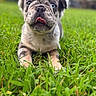 puppy, dog, grass, outdoor, tongue_out, cute, animal, pet, close_up, portrait, blue_eye, brown_eye, fur, playful, young_dog, nature, greenery, adorable, focus, background_blur