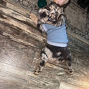 Bruno joined the competition — help win amazing prizes! puppy, dog, blue_sweater, merle, wooden_floor, toy, ear_up, looking_back, indoor, floor_rug, shoe_rack, pet, cute, small_dog, playful, resting, furniture, home, animal, domestic