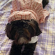 Princess Cali is registered to the contest to win money with this photo: dog, pet, black_dog, plaid_blanket, dress, costume, lying_down, cute, indoor, fur, animal, canine, looking_at_camera, soft_texture, bed, resting, adorable, clothing, pink, white