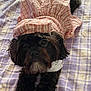 dog, pet, black_dog, plaid_blanket, dress, costume, lying_down, cute, indoor, fur, animal, canine, looking_at_camera, soft_texture, bed, resting, adorable, clothing, pink, white