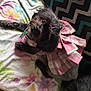 Princess Cali is registered to the contest to win money with this photo: dog, black_dog, pet, small_dog, dress, pink_dress, plaid, floral_blanket, blanket, looking_up, indoor, carpet, zigzag_pattern, cute, animal, fur, collar, adorable, resting, companion