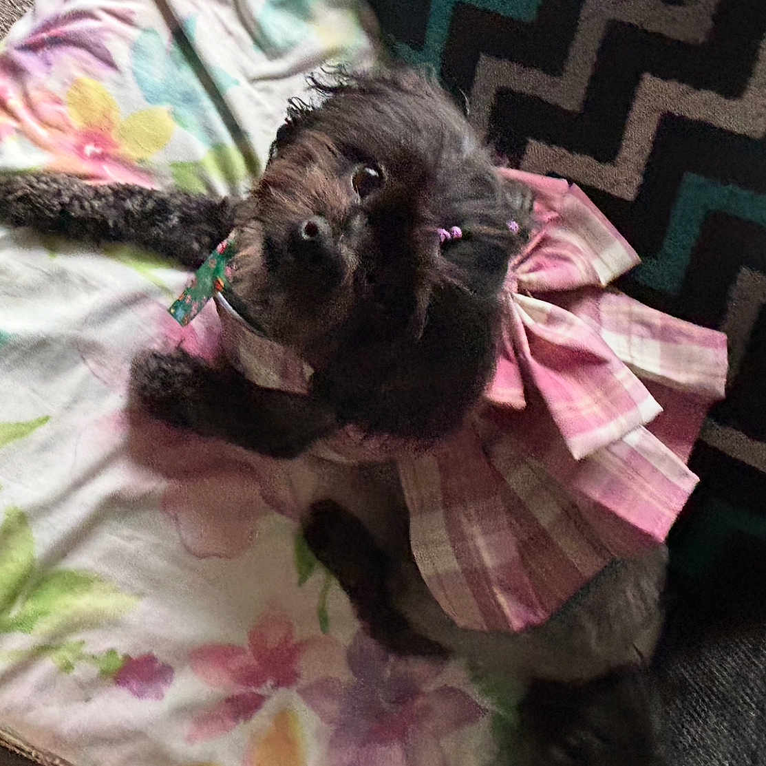Princess Cali is registered to the contest to win money with this photo: adorable, animal, black_dog, blanket, carpet, collar, companion, cute, dog, dress, floral_blanket, fur, indoor, looking_up, pet, pink_dress, plaid, resting, small_dog, zigzag_pattern