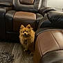 Lobo joined the competition — help win amazing prizes! brown_dog, companion, cozy, curious, dog, domestic, floor, fluffy, furniture, home, indoor, lamp, leather_chair, living_room, pet, rug, seated_furniture, small_dog, window_blinds, wooden_floor