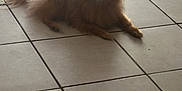 Lobo is registered to the contest to win money with this photo: animal, brown_fur, canine, carpet, companion, cute, dog, domestic_animal, floor, fur, indoor, laying, lying_down, mammal, pet, pomeranian, quiet, relaxed, small_dog, tile_floor