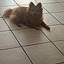animal, brown_fur, canine, carpet, companion, cute, dog, domestic_animal, floor, fur, indoor, laying, lying_down, mammal, pet, pomeranian, quiet, relaxed, small_dog, tile_floor