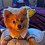Lobo joined the competition — help win amazing prizes! alert, animal, bed, blanket, collar, cushion, cute, cute_pet, dog, domestic_animal, ears, face, fur, fur_texture, indoor, mammal, pet, pomeranian, shirt, small_dog