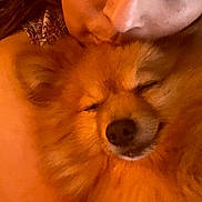 Lobo joined the competition — help win amazing prizes! animal, brown_hair, close_up, companion, cozy, cute, dog, domestic_animal, eyelashes, face, fluffy, happy, intimate, person, pet, pomeranian, portrait, sleeping_dog, snuggling, warm_lighting