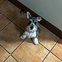 dog, puppy, schnauzer, tile_floor, pet, indoor, footwear, flip_flop, pink, collar, small_dog, looking_up, brown_tiles, wall, domestic, cute, pet_accessory, flooring, home, waiting
