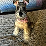 Bonnie is registered to the contest to win money with this photo: dog, schnauzer, bed, bedspread, floral_pattern, bandana, pet, animal, indoor, furniture, wooden_cabinet, pink_pillow, cute, fur, ears, eyes, nose, legs, cozy, room