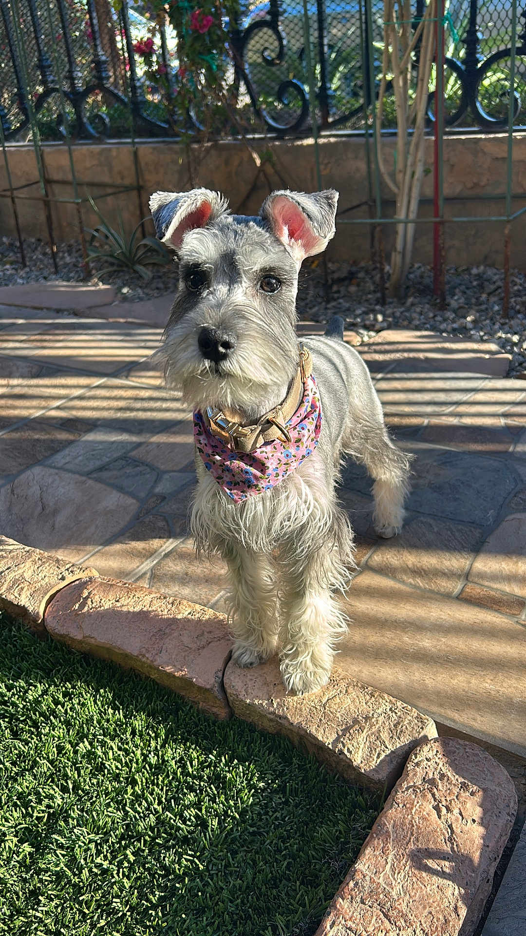 Bonnie is registered to the contest to win money with this photo: dog, schnauzer, bandana, outdoor, garden, fence, stone, grass, pet, sunlight, curious, fluffy, beard, closeup, portrait, animal, nature, cute, standing, daylight