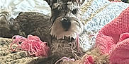 Bonnie joined the competition — help win amazing prizes! dog, schnauzer, bed, blanket, knitted_blanket, floral_pattern, pillow, indoor, pet, resting, cozy, furniture, home, cute, animal, fur, small_dog, laying, comfort, relaxed