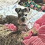 dog, schnauzer, bed, blanket, knitted_blanket, floral_pattern, pillow, indoor, pet, resting, cozy, furniture, home, cute, animal, fur, small_dog, laying, comfort, relaxed