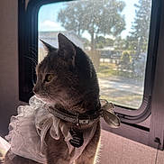 Asha joined the competition — help win amazing prizes! cat, gray_cat, pet, indoor, window, sunlight, dress, frilly_dress, collar, tag, pink_surface, feline, looking_outside, soft_light, animal, domestic_cat, curious, side_view, calm, cozy