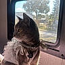animal, calm, cat, collar, cozy, curious, domestic_cat, dress, feline, frilly_dress, gray_cat, indoor, looking_outside, pet, pink_surface, side_view, soft_light, sunlight, tag, window