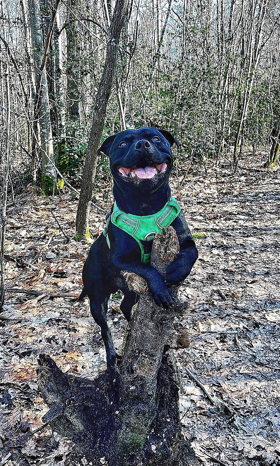 Saiko a rejoint le concours — aidez-le/la à gagner de superbes lots ! adventure, canidae, carnivore, companion_dog, dog, dog_breed, dog_collar, dog_supply, electric_blue, fawn, grass, hat, people_in_nature, personal_protective_equipment, plant, recreation, sporting_group, tail, tree, working_animal