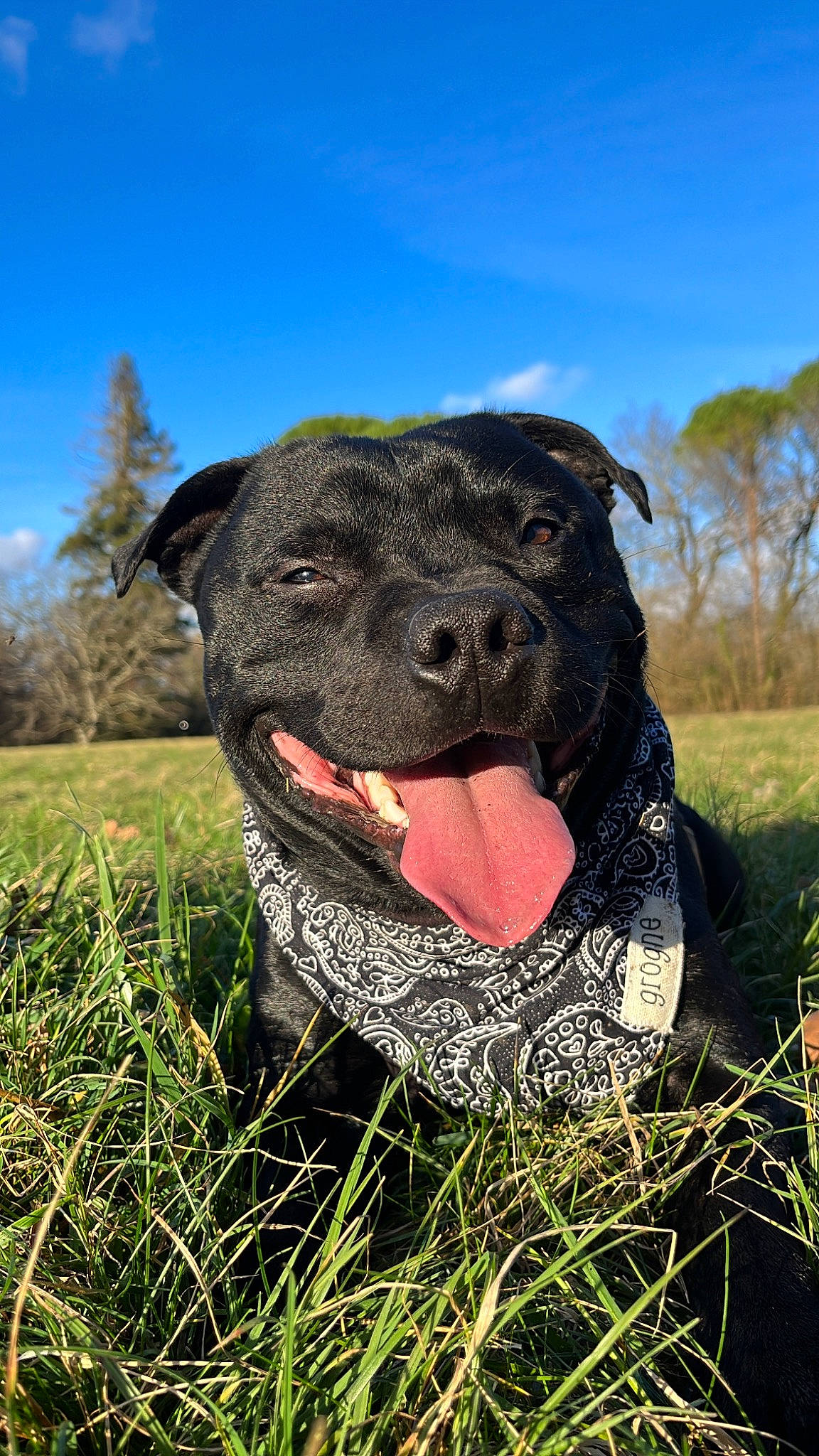 Saiko a rejoint le concours — aidez-le/la à gagner de superbes lots ! canidae, carnivore, cloud, collar, companion_dog, dog, dog_breed, dog_collar, fawn, grass, grassland, gun_dog, pasture, plant, sky, snout, sporting_group, terrestrial_animal, tree, working_animal