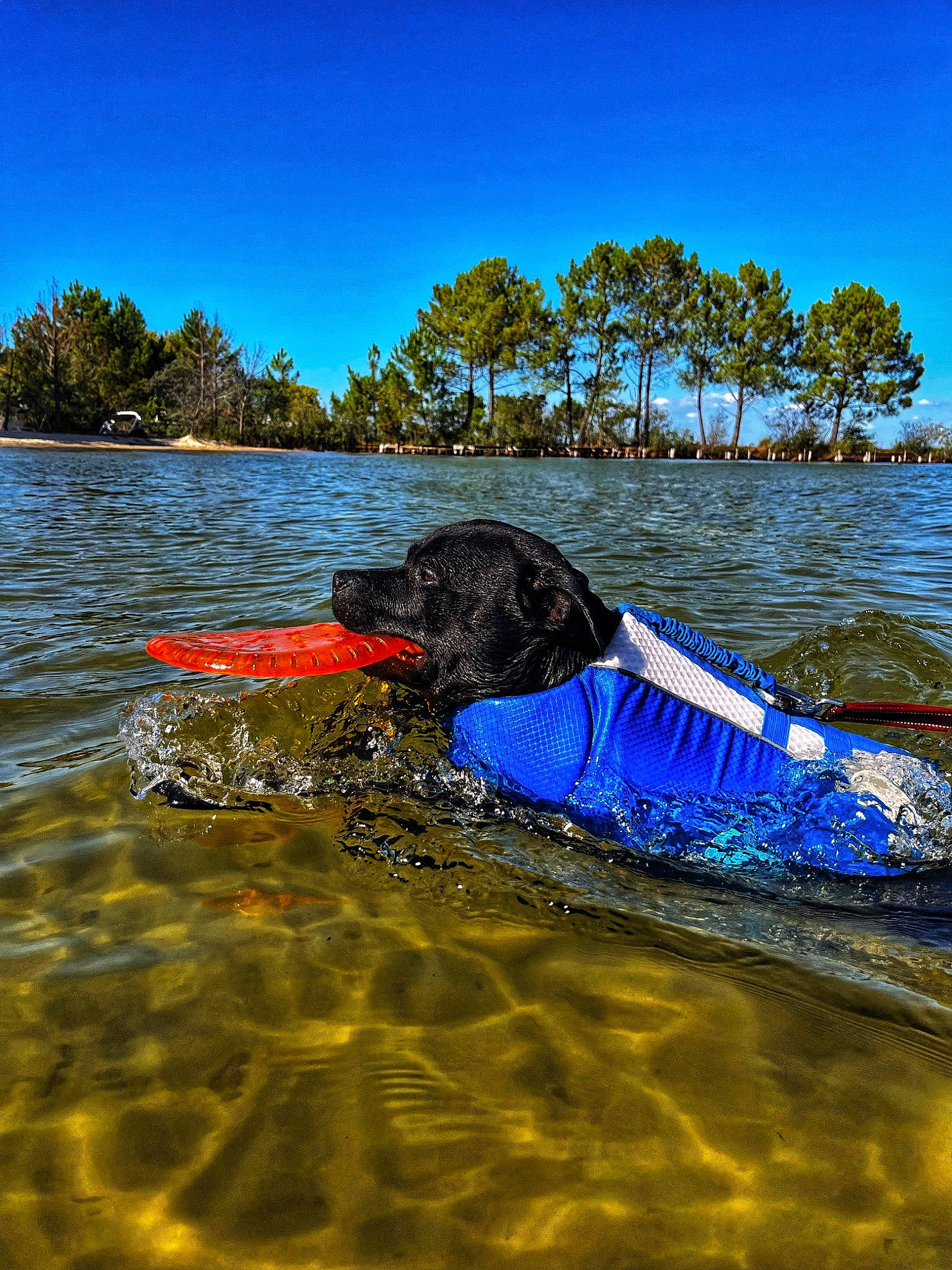 Saiko a rejoint le concours — aidez-le/la à gagner de superbes lots ! boats_and_boating_equipment_and_supplies, canidae, carnivore, dog, dog_breed, electric_blue, fun, lake, leisure, ocean, plant, recreation, sky, sporting_group, tree, water, water_transportation, watercraft, wave, wind_wave