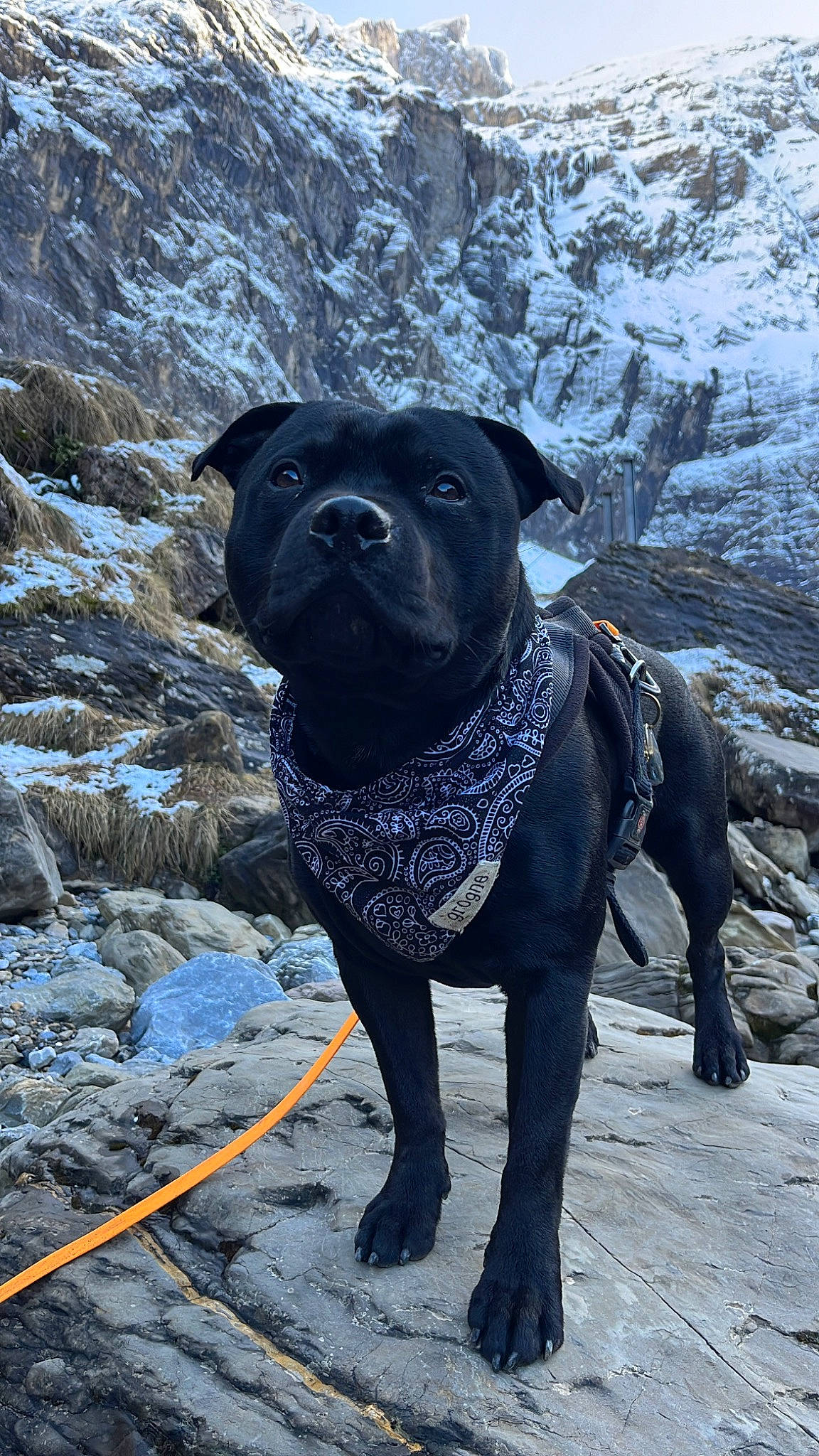 Saiko participe au concours pour gagner de l'argent avec cette photo : canidae, carnivore, collar, dog, dog_breed, dog_collar, electric_blue, fawn, freezing, fur, leash, mammal, pet_supply, snout, snow, sporting_group, terrestrial_animal, whiskers, winter, working_animal