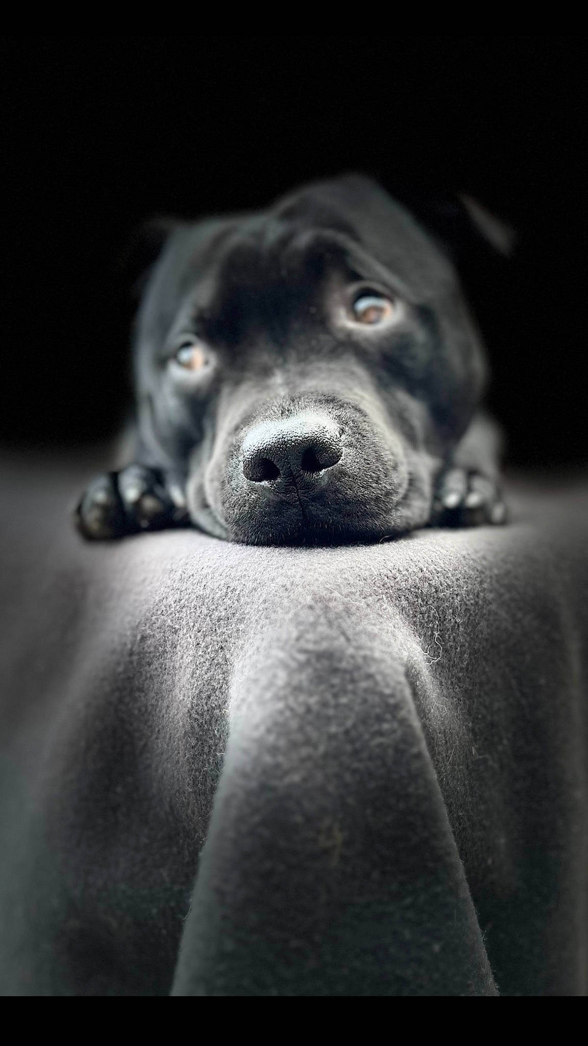 Saiko a rejoint le concours — aidez-le/la à gagner de superbes lots ! canidae, carnivore, close_up, comfort, companion_dog, darkness, dog, dog_breed, flash_photography, fur, grey, monochrome, monochrome_photography, snout, sporting_group, still_life_photography, terrestrial_animal, whiskers, working_animal, wrinkle