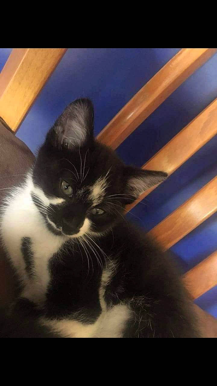 Oscar joined the competition — help win amazing prizes! black_and_white, black_cat, carnivore, cat, domestic_short_haired_cat, eye, felidae, fur, kitten, nose, ojos_azules, paw, photography, polydactyl_cat, sky, small_to_medium_sized_cats, snapshot, snout, tail, whiskers