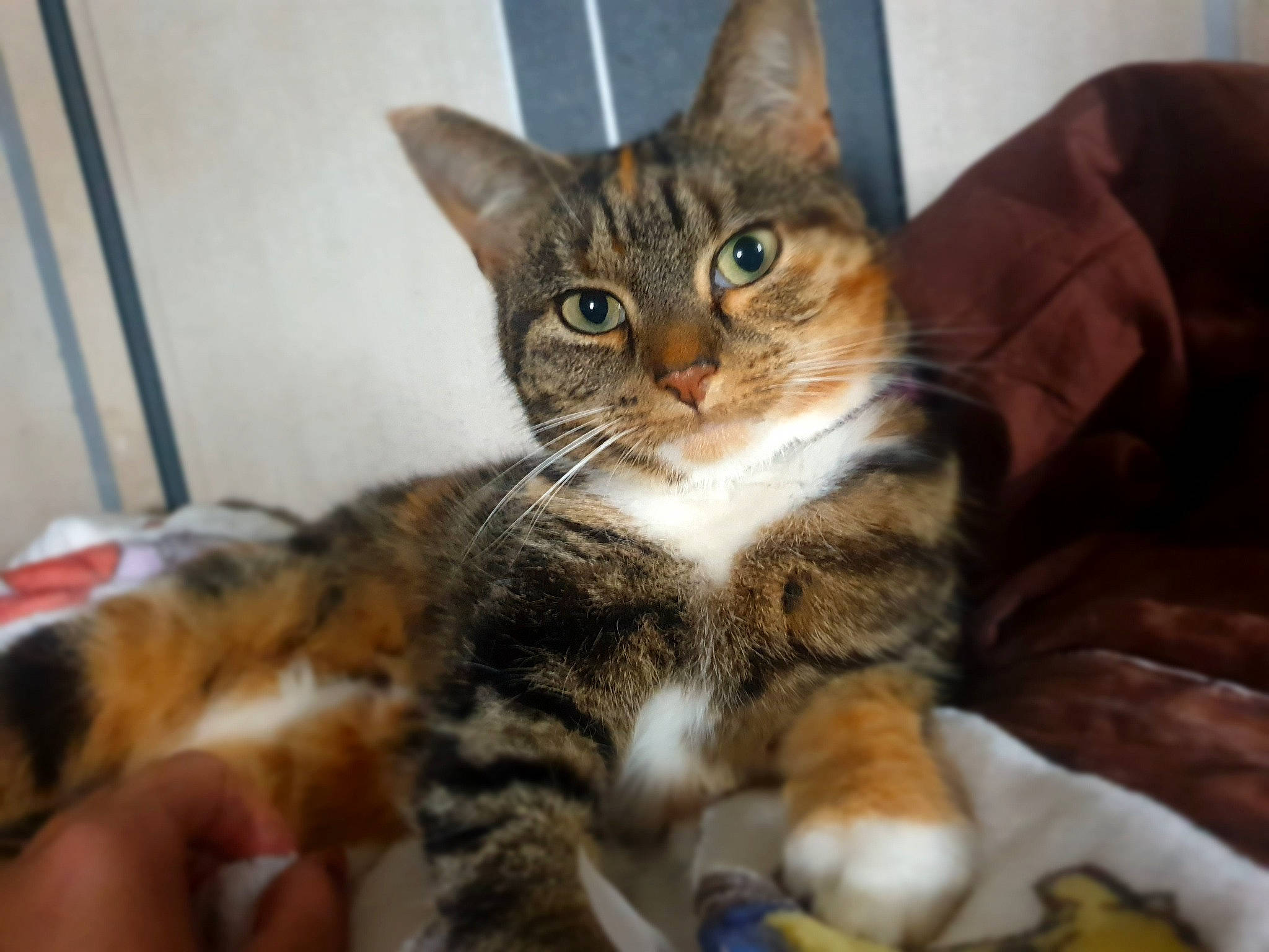 Evie joined the competition — help win amazing prizes! aegean_cat, american_shorthair, american_wirehair, asian, australian_mist, bengal, california_spangled, carnivore, cat, domestic_short_haired_cat, dragon_li, european_shorthair, felidae, kitten, mammal, small_to_medium_sized_cats, tabby_cat, toyger, vertebrate, whiskers