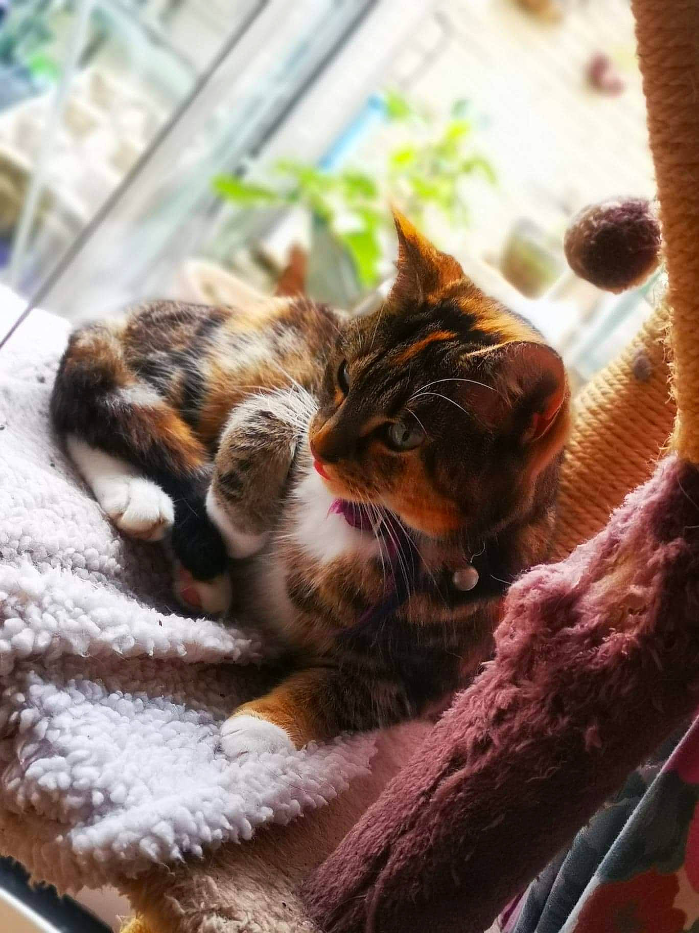 Evie is registered to the contest to win money with this photo: aegean_cat, asian, carnivore, cat, claw, domestic_short_haired_cat, dragon_li, european_shorthair, felidae, fur, kitten, paw, polydactyl_cat, small_to_medium_sized_cats, tabby_cat, whiskers