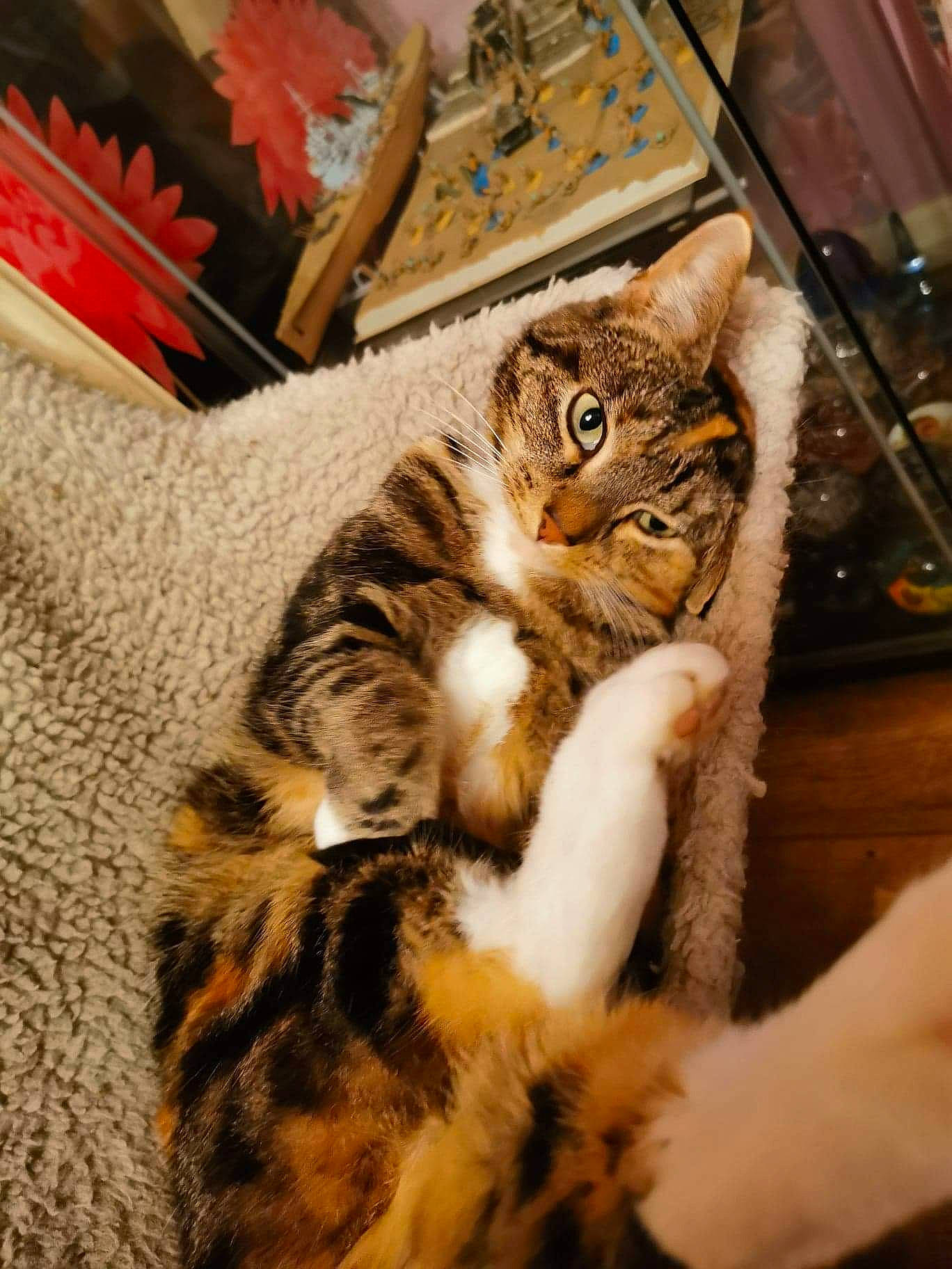 Evie is registered to the contest to win money with this photo: american_shorthair, american_wirehair, asian, bengal, california_spangled, carnivore, cat, domestic_short_haired_cat, dragon_li, european_shorthair, felidae, fur, kitten, mammal, rusty_spotted_cat, small_to_medium_sized_cats, sokoke, tabby_cat, toyger, whiskers