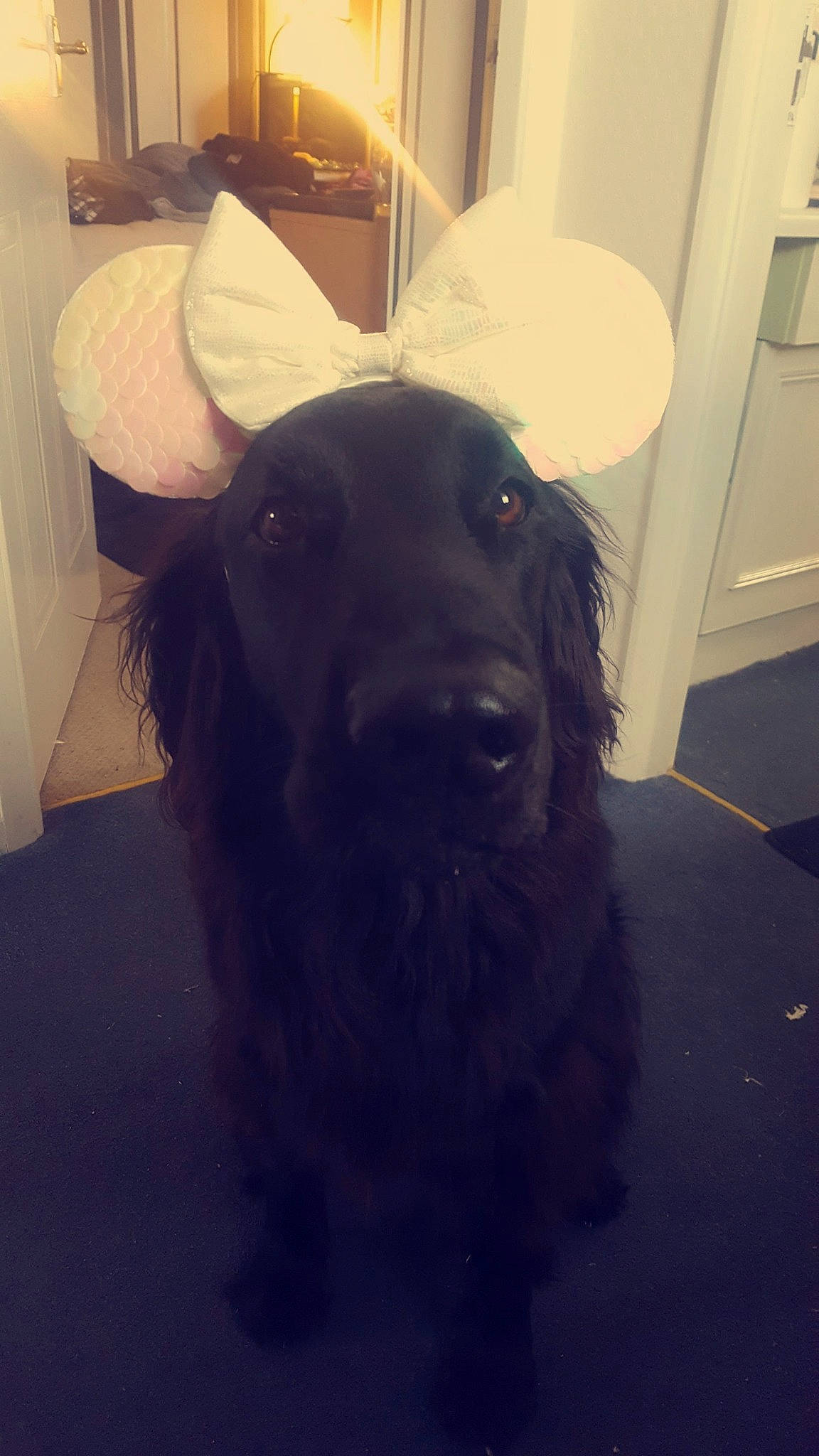 Lola is registered to the contest to win money with this photo: canidae, carnivore, dog, dog_breed, ear, flat_coated_retriever, fur, snout, sporting_group