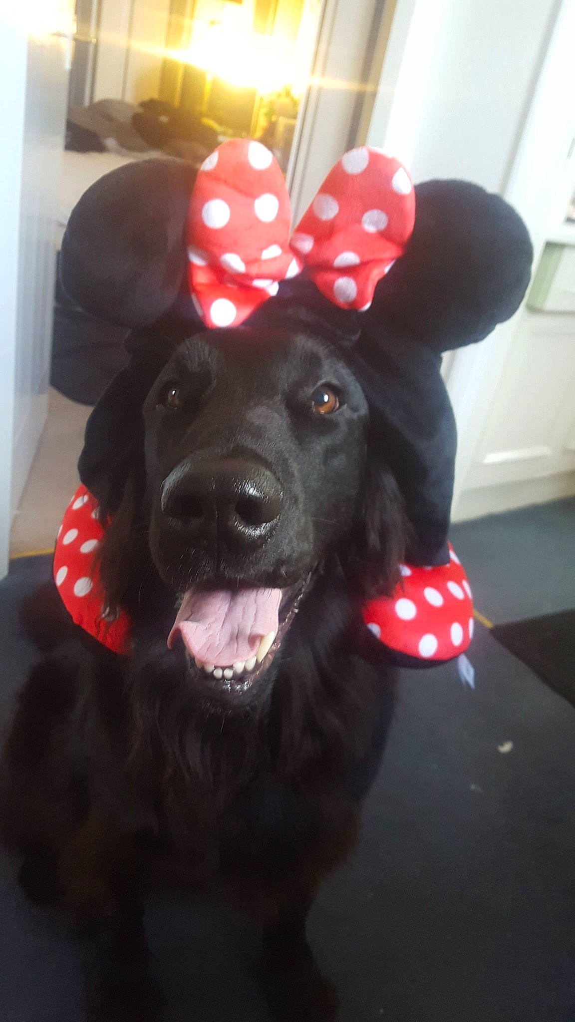 Lola is registered to the contest to win money with this photo: black, canidae, carnivore, companion_dog, costume, dog, dog_breed, dog_collar, ear, flat_coated_retriever, fur, headgear, labrador_retriever, nose, puppy, retriever, snout, sporting_group