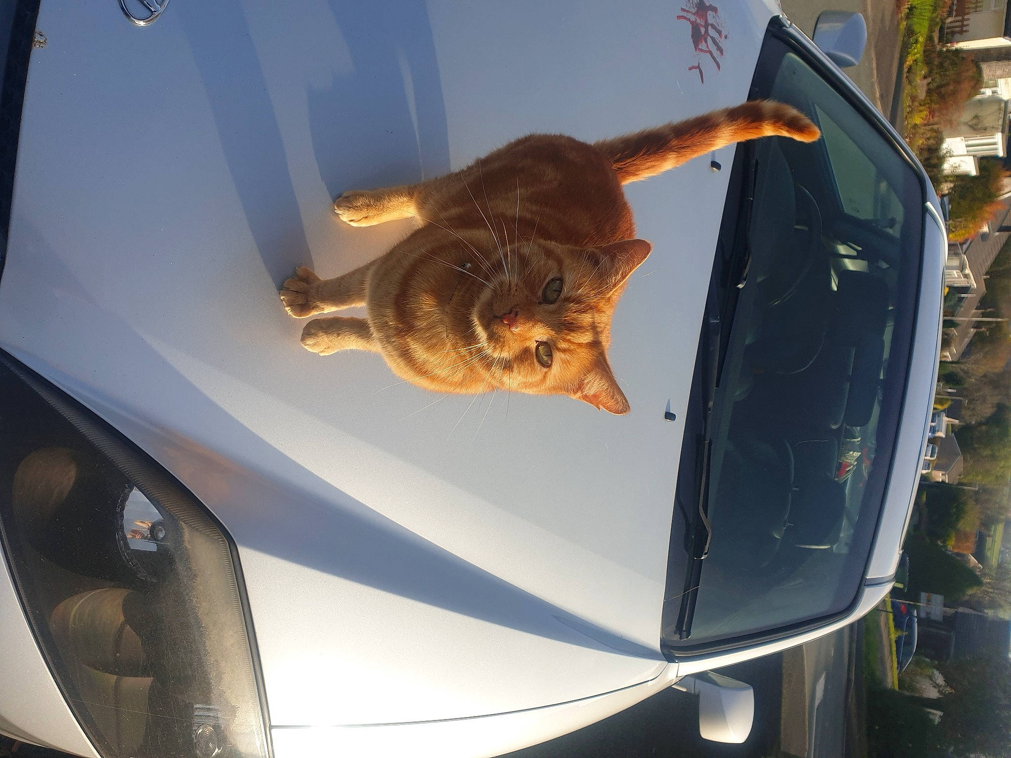 Roger is registered to the contest to win money with this photo: auto_part, automotive_exterior, automotive_window_part, car, cat, glass, hood, reflection, vehicle, vehicle_door, windshield