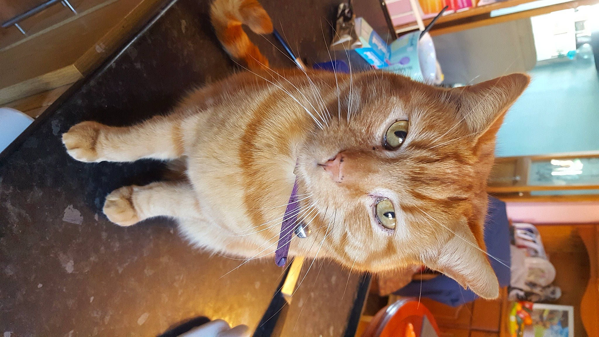 Roger is registered to the contest to win money with this photo: abyssinian, asian, carnivore, cat, chausie, claw, domestic_short_haired_cat, european_shorthair, fawn, felidae, german_rex, kitten, mammal, ojos_azules, small_to_medium_sized_cats, somali, tabby_cat, whiskers