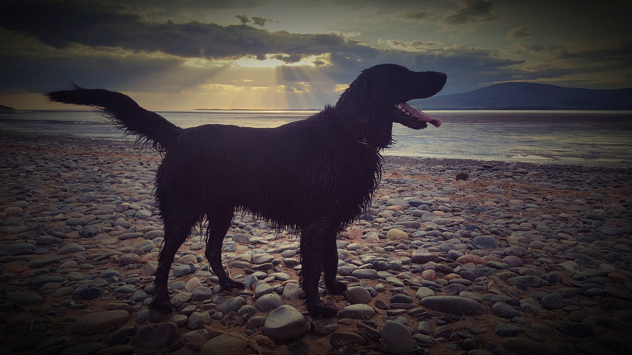 Harvey joined the competition — help win amazing prizes! canidae, carnivore, cloud, dog, dog_breed, dog_walking, flat_coated_retriever, golden_retriever, hunting_dog, labrador_retriever, meteorological_phenomenon, mountain, ocean, retriever, silhouette, sky, sporting_group, water