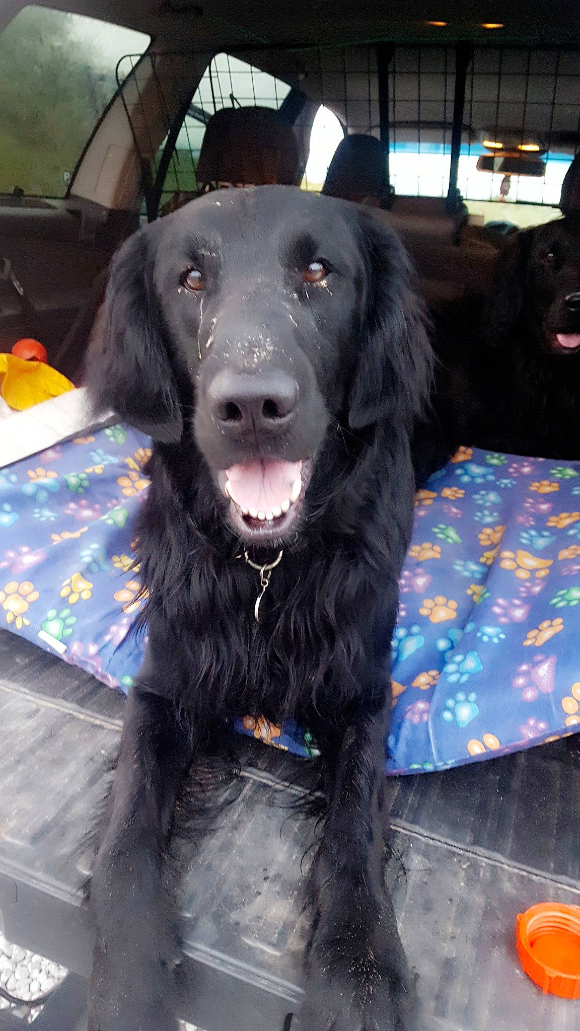 Harvey is registered to the contest to win money with this photo: blue_picardy_spaniel, boykin_spaniel, canidae, carnivore, companion_dog, dog, dog_breed, field_spaniel, flat_coated_retriever, german_spaniel, hunting_dog, mammal, picardy_spaniel, rare_breed_dog, retriever, snout, spaniel, sporting_group, vertebrate