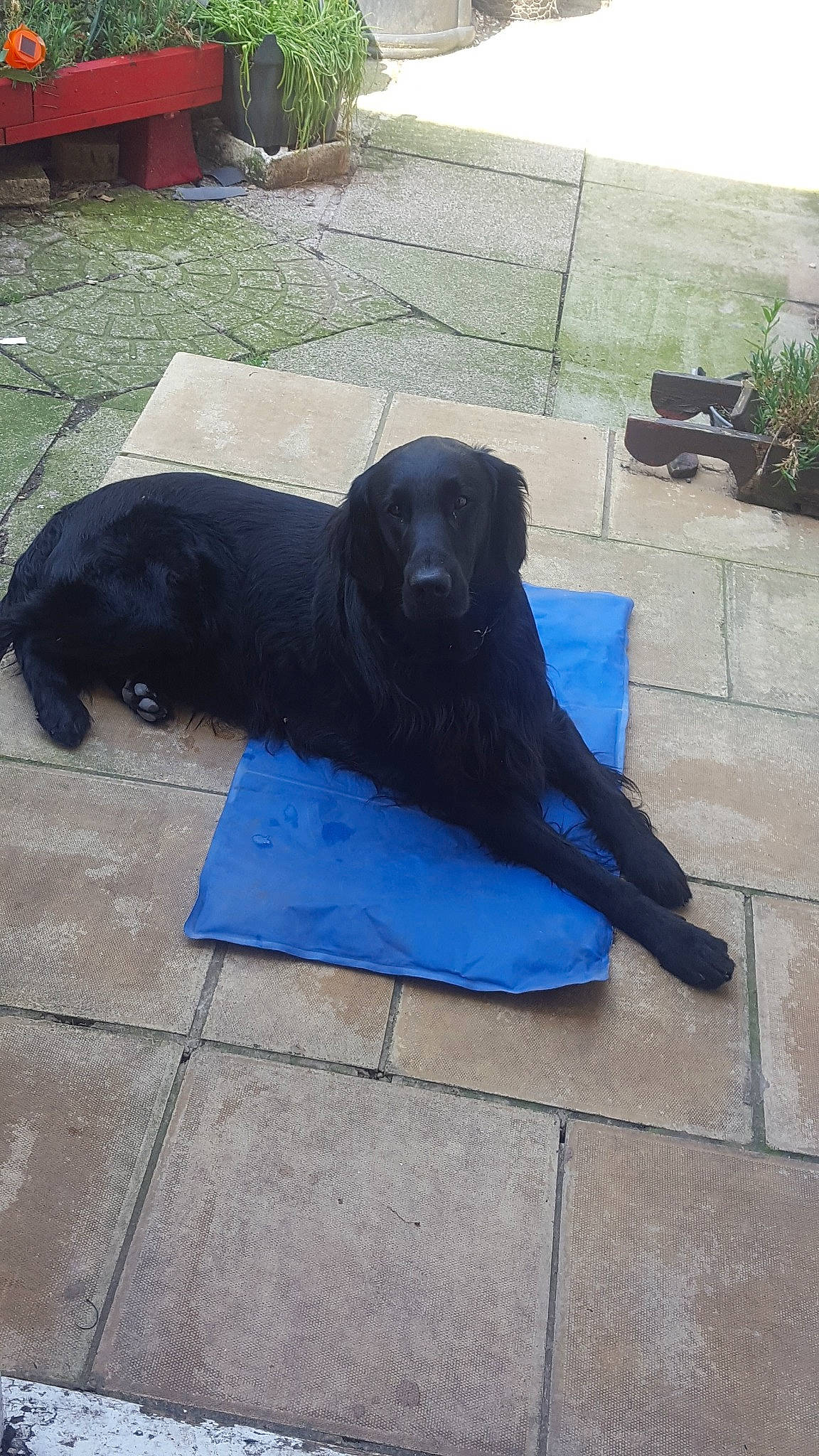 Harvey joined the competition — help win amazing prizes! beagador, borador, canidae, carnivore, companion_dog, dog, dog_breed, flat_coated_retriever, labrador_retriever, retriever, sporting_group, tail