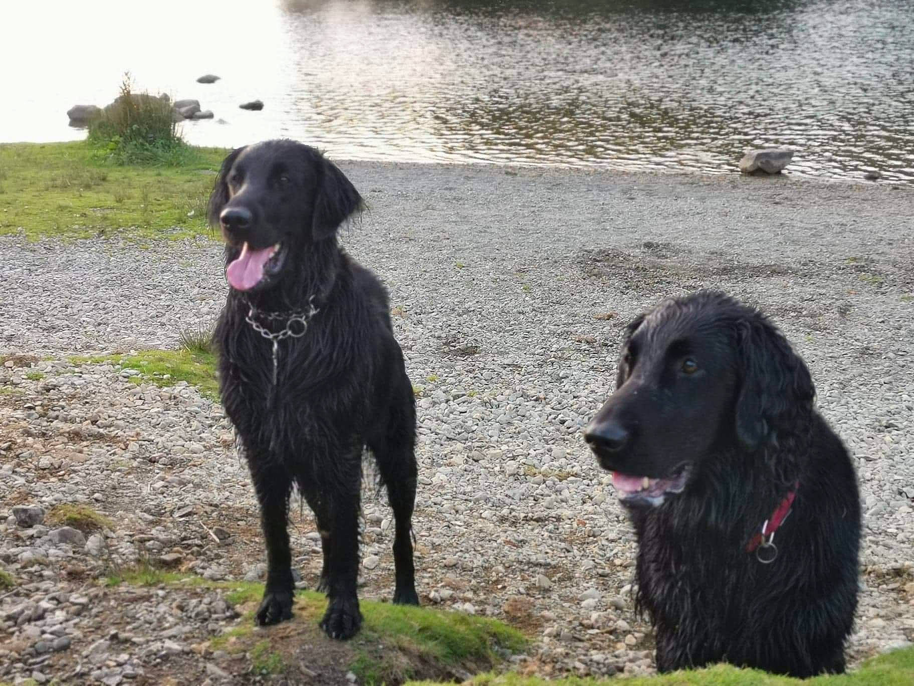 Harvey is registered to the contest to win money with this photo: borador, canidae, carnivore, companion_dog, curly_coated_retriever, dog, dog_breed, dog_walking, flat_coated_retriever, gun_dog, hunting_dog, labrador_retriever, mammal, murray_river_curly_coated_retriever, newfoundland, rare_breed_dog, retriever, spaniel, sporting_group, vertebrate