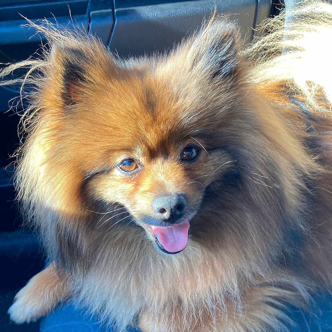 Mao participe au concours pour gagner de l'argent avec cette photo : alloywheel, animal, bodypart, canine, cockerspaniel, dog, eskimodog, face, fox, head, mouth, papillon, person, pet, photography, portrait, puppy, snout, teeth, tongue