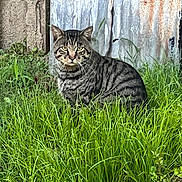 Lester is registered to the contest to win money with this photo: cat, tabby, grass, outdoor, animal, pet, nature, feline, greenery, rustic, metal, wood, sitting, alert, striped, whiskers, ears, eyes, mammal, background