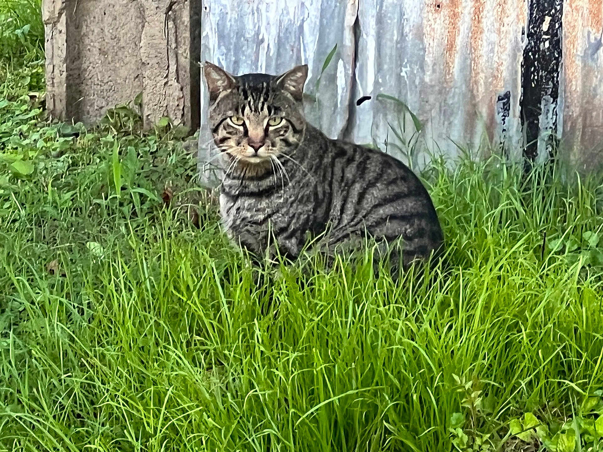 Lester