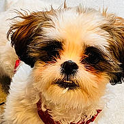 Bandido joined the competition — help win amazing prizes! adorable, animal, black_nose, brown_and_white, canine, close_up, cute, dog, expression, face, fluffy, fur, indoors, looking_up, pet, puppy, red_harness, small_dog, tile_floor, whiskers