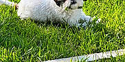 Bandido is registered to the contest to win money with this photo: adorable, animal, brown, cute, dog, fence, fur, grass, leaf, nature, outdoor, pet, playful, puppy, relaxing, small, summer, sunlight, white, yard