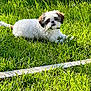 adorable, animal, brown, cute, dog, fence, fur, grass, leaf, nature, outdoor, pet, playful, puppy, relaxing, small, summer, sunlight, white, yard