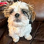 Bandido joined the competition — help win amazing prizes! adorable, animal, black_nose, brown_background, close_up, companion, curious, cute, dog, domestic_animal, fluffy, furry, indoor, long_eyelashes, looking_up, pet, puppy, sitting, small_dog, white_fur